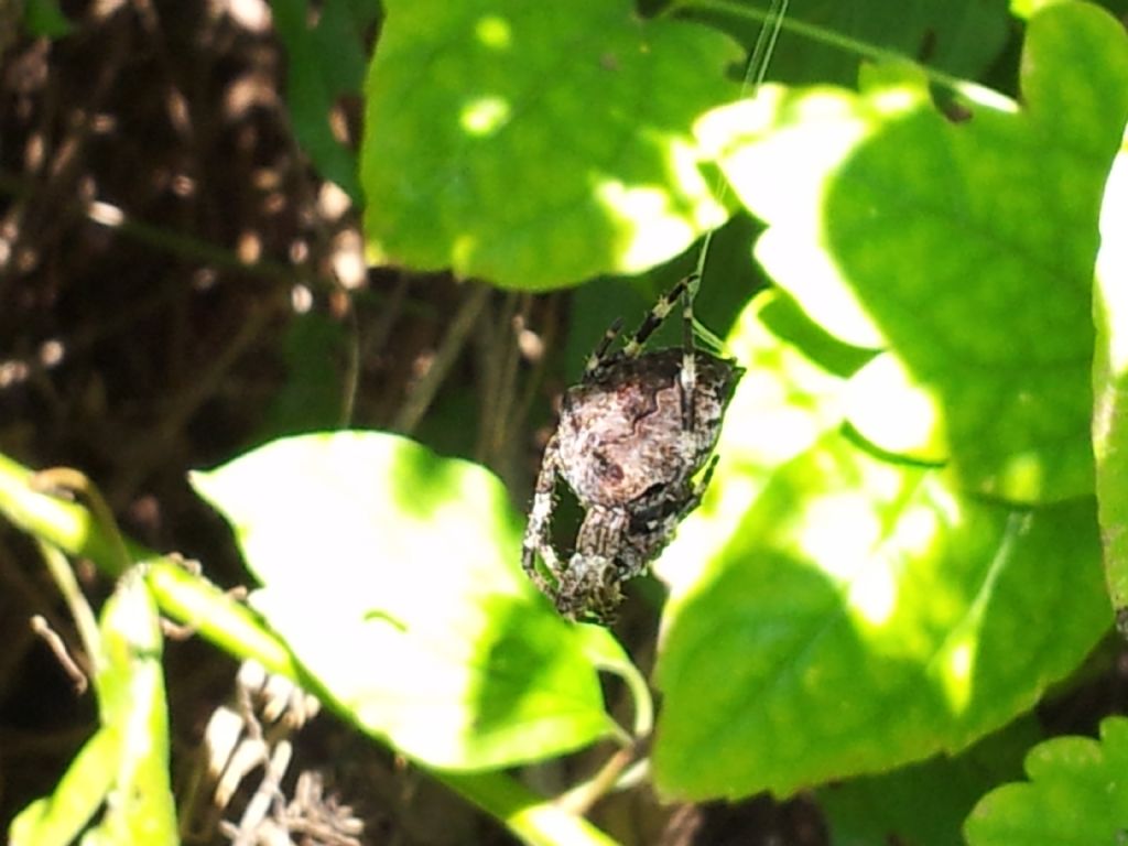 Corteggiamento dei ragni: Araneus angulatus